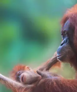 Rimba Raya REDD+ Biodiversity Reserve Project Indonesia