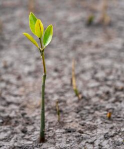 Tree Planting, Per Tree